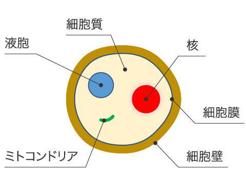 真菌細胞の構造