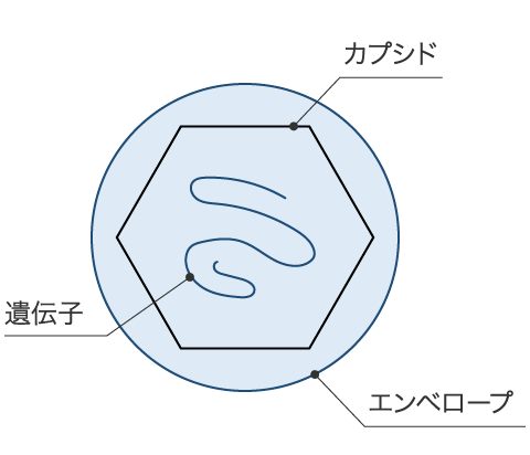 ウイルスの構造